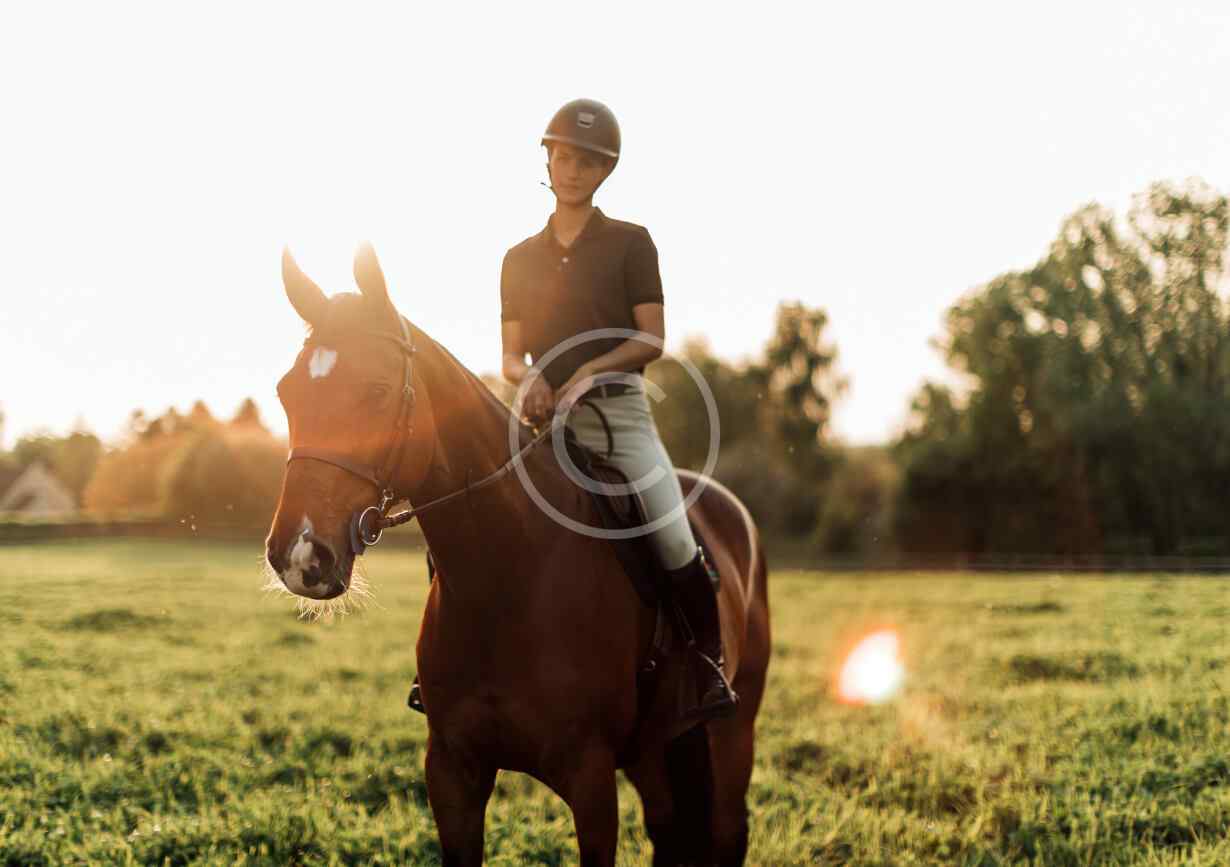 Horses Selection